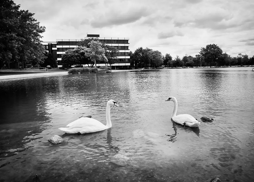 Zwei Schwäne auf einem See, im Hintergrund das Corporate Center von Bertelsmann.